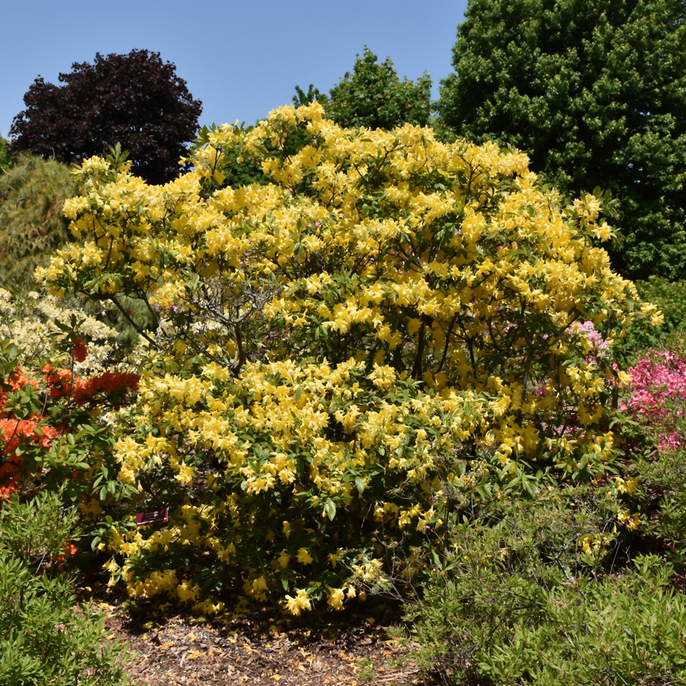 Azalea – Lemon Lights – #2 Container